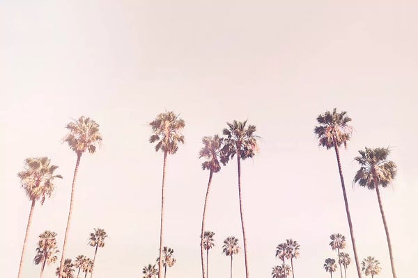Sisi & Seb: Sunny Cali Palm Tress by Sisi & Seb
