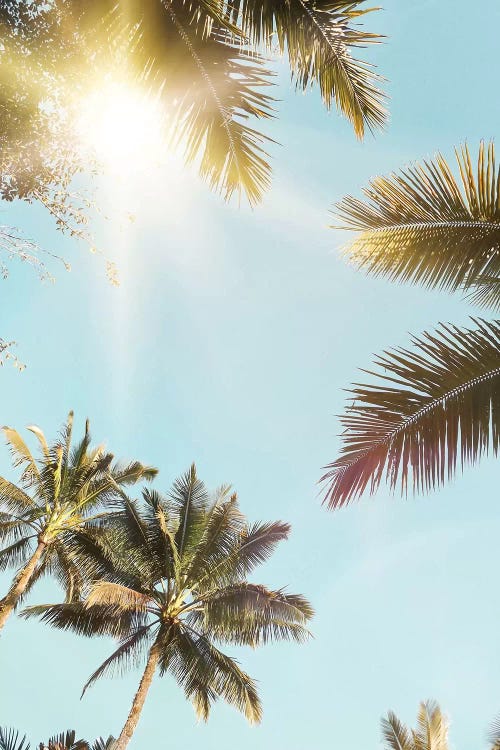 Sunny Palm Leaf by Sisi & Seb wall art