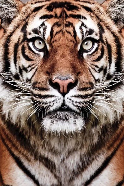 Tiger by Sisi & Seb metal wall art