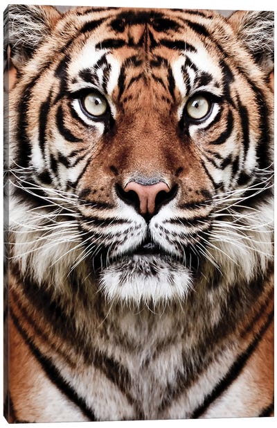 Tiger Canvas Art Print - Sisi & Seb
