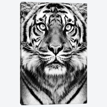 Tiger In Black & White Canvas Print #SSE199} by Sisi & Seb Canvas Art