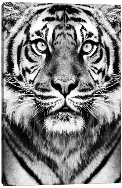 Tiger In Black & White Canvas Art Print - Tiger Art