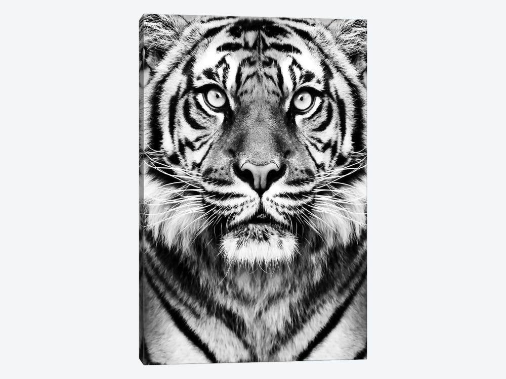 Tiger In Black & White by Sisi & Seb 1-piece Canvas Art