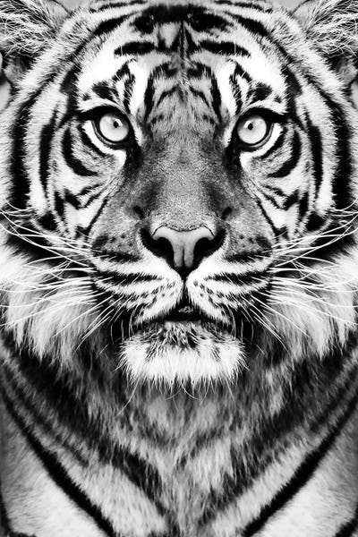 Tigers: Tiger In Black & White by Sisi & Seb