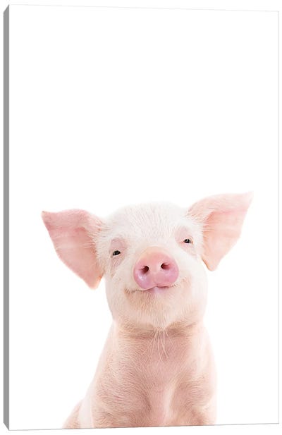 Baby Piglet Canvas Art Print - Pigs