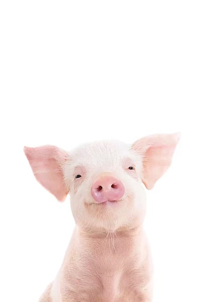 Baby Animals: Baby Piglet by Sisi & Seb