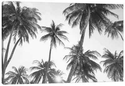 Tropical In Black & White Canvas Art Print - Neutrals