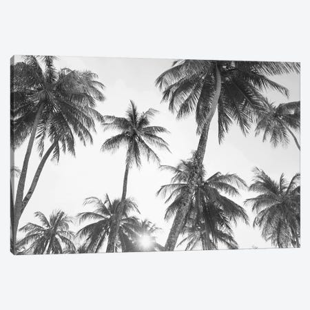 Tropical In Black & White Canvas Print #SSE202} by Sisi & Seb Canvas Artwork