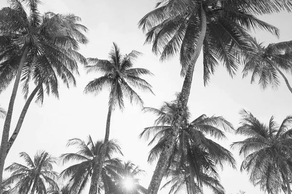 Large Coastal Art - Canvas Prints: Tropical In Black & White by Sisi & Seb