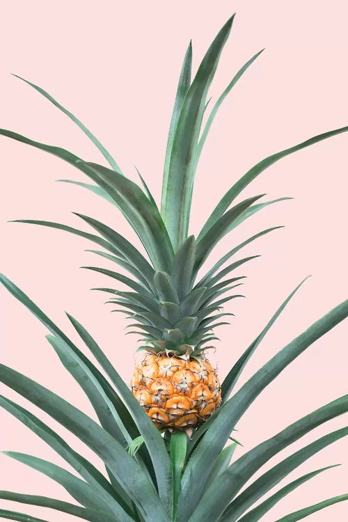 Baby Pineapple