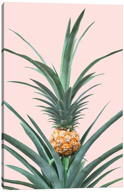 Baby Pineapple Canvas Art Print - Pineapple Art