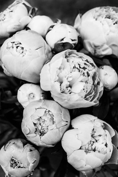 Black & White Florals: Peonies II by Sisi & Seb
