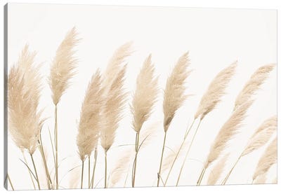 Pampas Canvas Art Print - Grasses