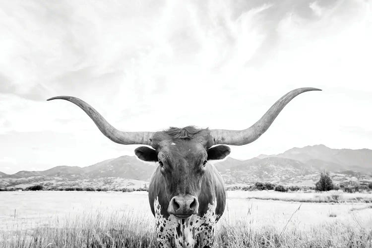 Longhorn by Sisi & Seb wall art