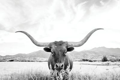 Longhorns