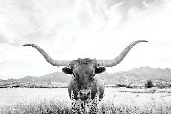 Sisi & Seb: Longhorn by Sisi & Seb