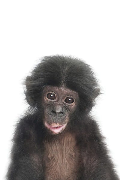 Monkeys: Baby Monkey by Sisi & Seb