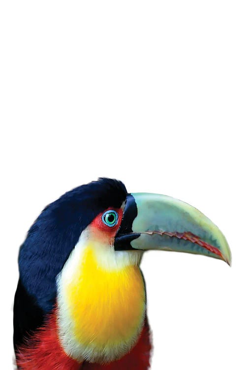 Toucan by Sisi & Seb wall art
