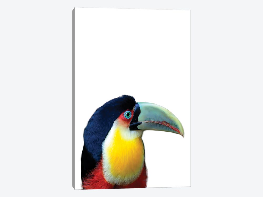Toucan by Sisi & Seb 1-piece Canvas Wall Art