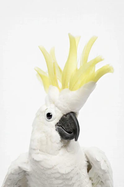 Cockatoos: Cheeky Cockatoo by Sisi & Seb