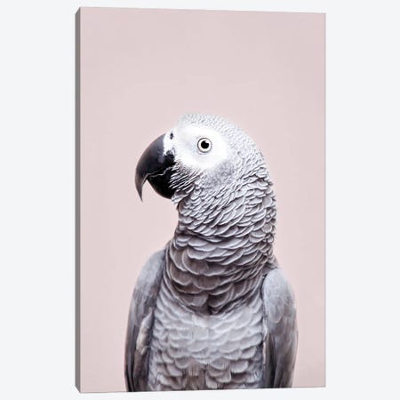 African Grey Canvas Print #SSE217} by Sisi & Seb Canvas Wall Art