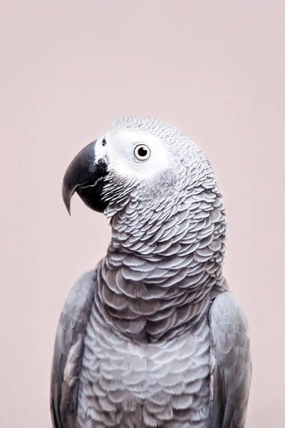 Sisi & Seb: African Grey by Sisi & Seb