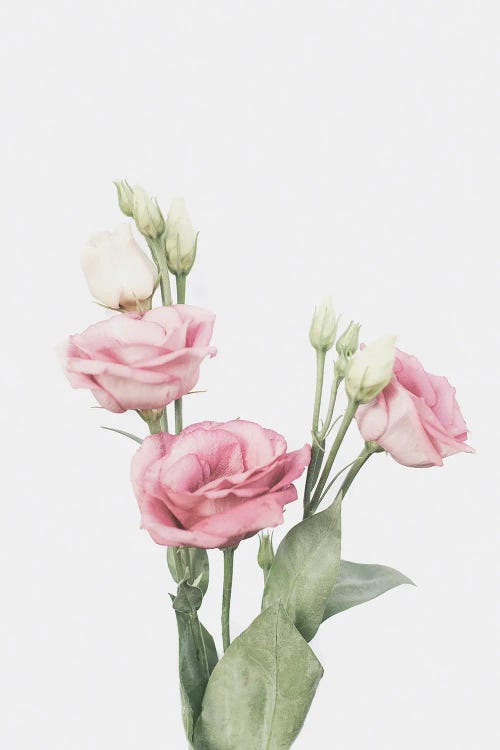 Lisianthus II by Sisi & Seb wall art