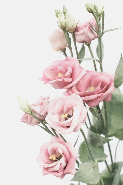 Lisianthus I by Sisi & Seb wall art