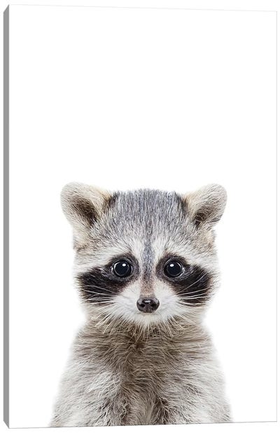 Baby Raccoon Canvas Art Print - Playroom Art