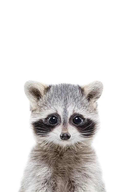 Baby Raccoon