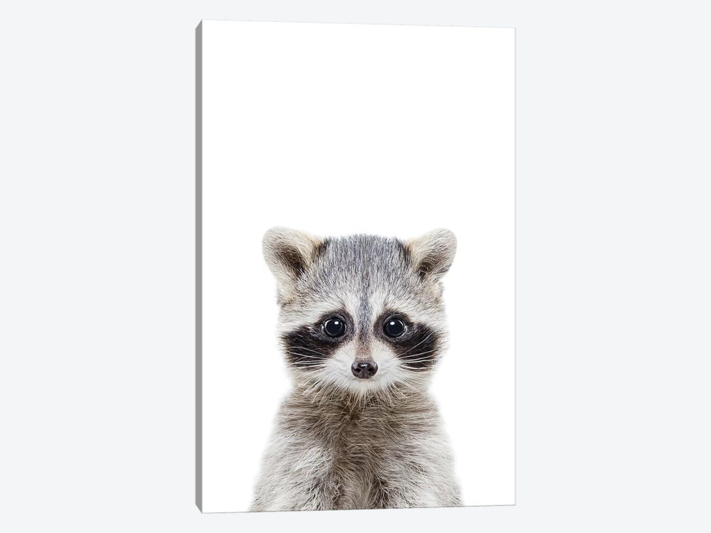 Baby Raccoon 1-piece Art Print