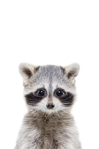 Raccoons: Baby Raccoon by Sisi & Seb