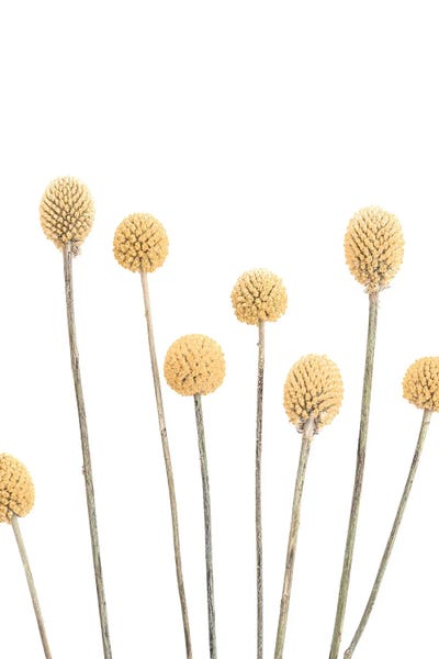 Buttons by Sisi & Seb metal wall art