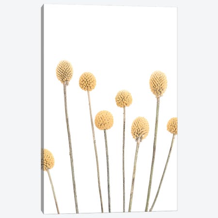 Buttons Canvas Print #SSE220} by Sisi & Seb Canvas Art