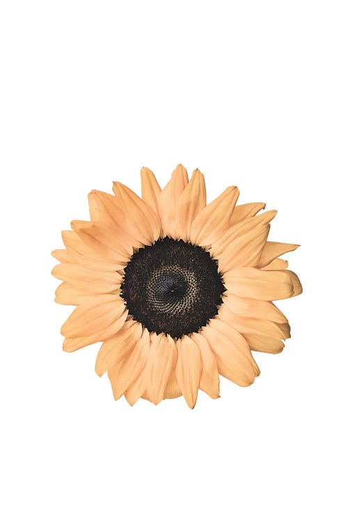 Sunflower by Sisi & Seb wall art