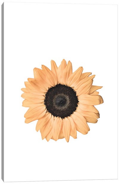 Sunflower Canvas Art Print - Sisi & Seb