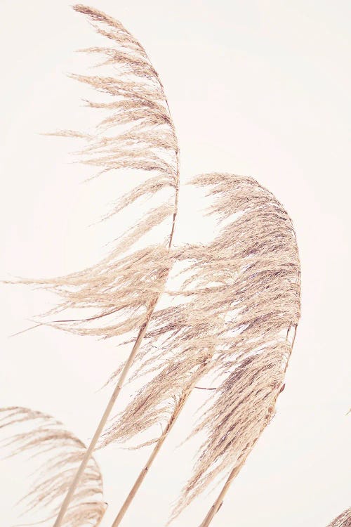 Pampas Grass I by Sisi & Seb wall art