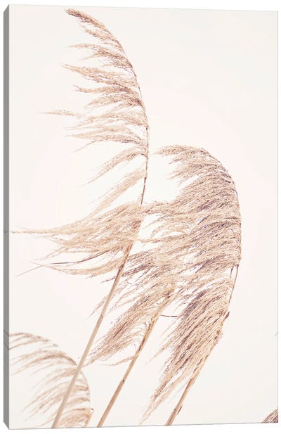 Pampas Grass I Canvas Art Print - Grass Art
