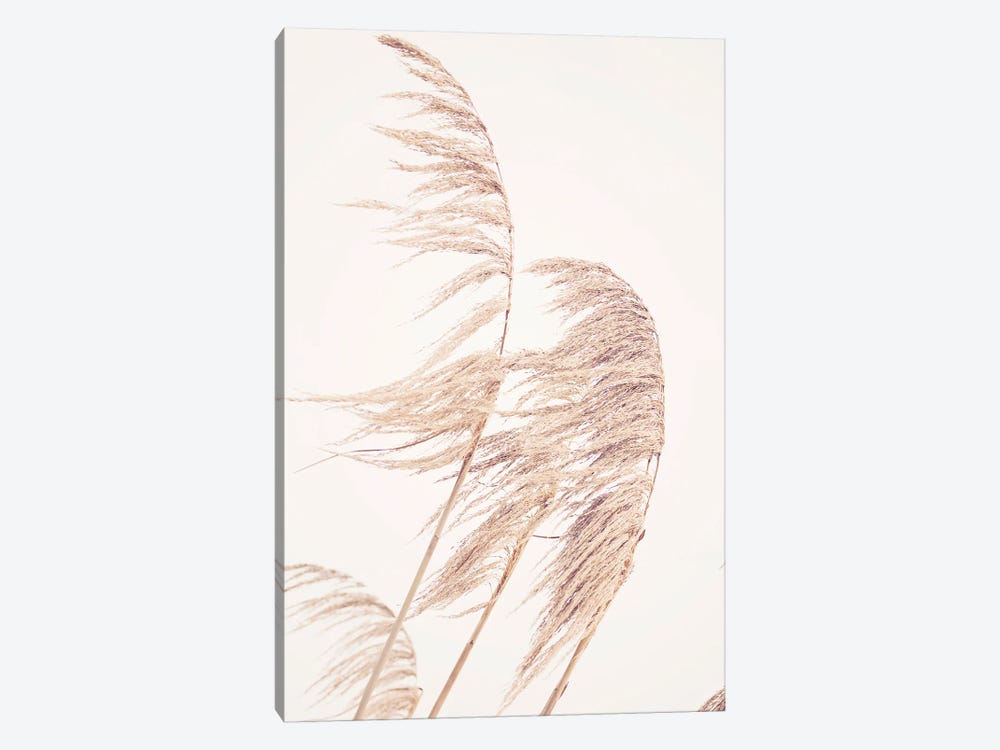 Pampas Grass I by Sisi & Seb 1-piece Canvas Artwork