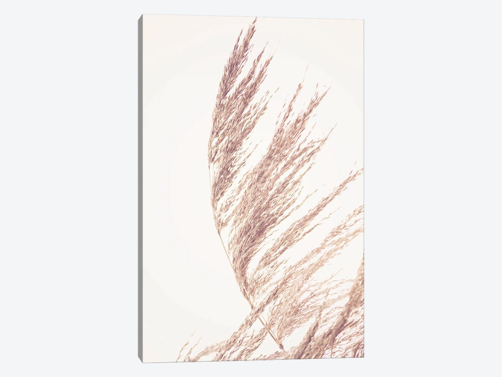 Pampas Grass II by Sisi & Seb 1-piece Canvas Art Print