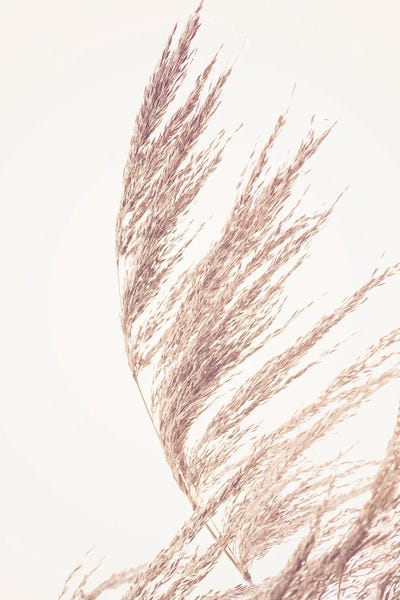 Minimalist Photography: Pampas Grass II by Sisi & Seb