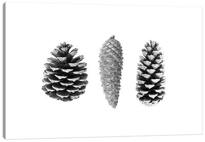 Pine Cones Canvas Art Print - Sisi & Seb