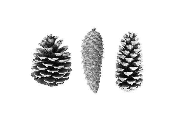 Sisi & Seb: Pine Cones by Sisi & Seb