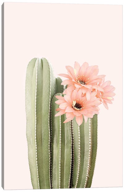 Cactus Flowers Canvas Art Print - Minimalist Flowers