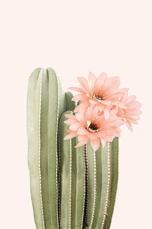 Cactus Flowers by Sisi & Seb wall art
