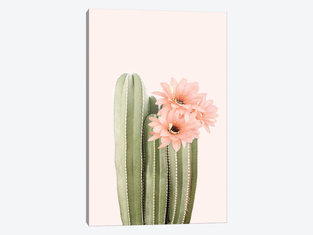 Cactus Flowers by Sisi & Seb 1-piece Canvas Wall Art