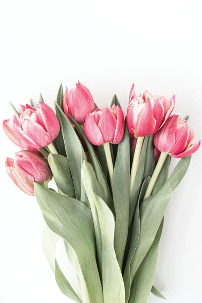Tulips: Tulips by Sisi & Seb