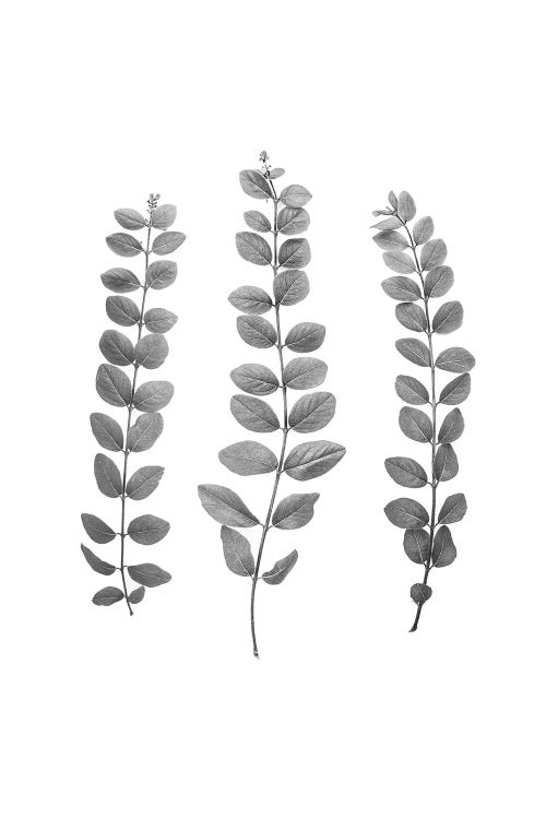 Foliage Bw by Sisi & Seb wall art