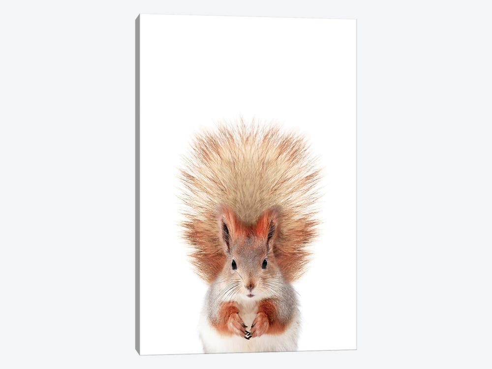 Baby Squirrel by Sisi & Seb 1-piece Canvas Art