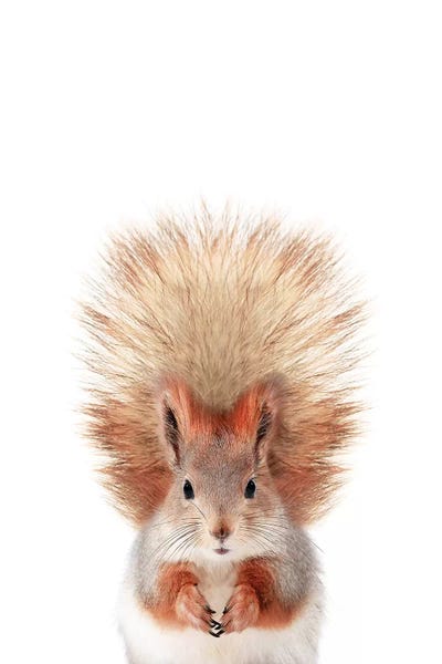 Rodents: Baby Squirrel by Sisi & Seb